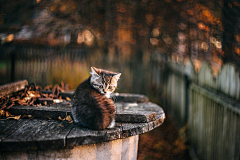 穆翯采集到猫