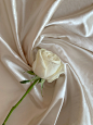Free 垂直拍摄, 布料, 玫瑰 的 免费素材图片 Stock Photo