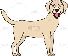 可爱的,拉布拉多犬,白色背景,宠物,分离着色,纯种犬,图像,狗,哺乳纲,哈巴狗