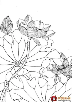 工笔荷花白描作品图片大全欣赏（九）