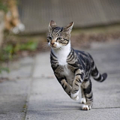 她击中了闪电-采集到猫