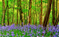 Photo wallpaper flowers, trees, grass, forest