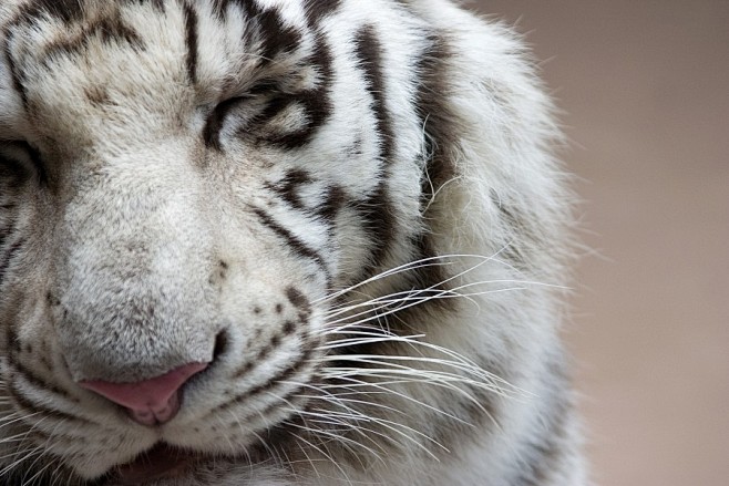 白色老虎的鼻子特写