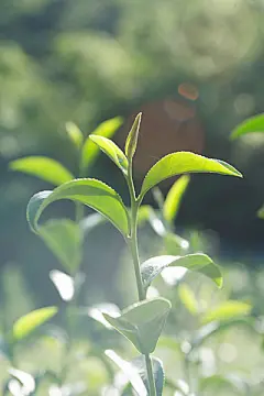 采集图片