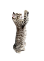 抓东西的狸花猫