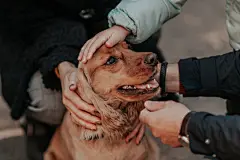 点击来源直接获取大图文件 |many hands caress and stroke a brown dog with long ears Cocker Spaniel, a lot of love for a pet