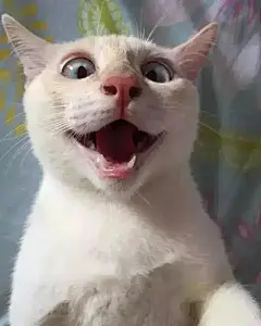 猫 走 表情包的搜索结果_360图片
