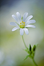 Photograph Essence of Spring by Jacky Parker on 500px