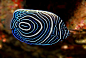Juvenile Emporer Angel Fish
