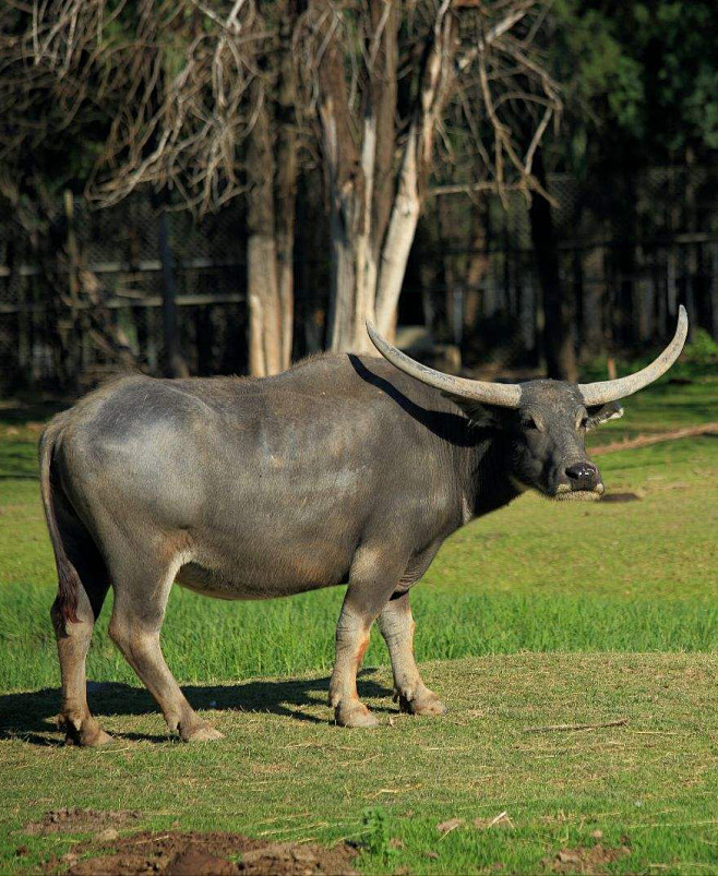 水牛