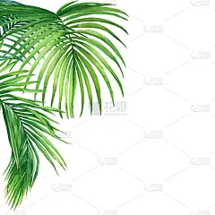 热带绿色椰子树叶子的模型。水彩手绘插图孤立的白色背景。