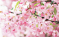 櫻花花瓣粉紅色的春天 壁紙 - 1920x1200