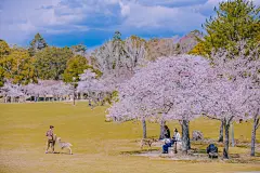 [kris带你云游花海】春来夏往，秋收冬藏，请收好这份四季“花海报表”,中国旅游攻略 - 马蜂窝