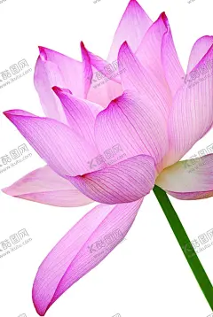 荷花元素 【酷图网】荷花元素,荷花,手绘荷花,荷花素材,荷花装饰,手绘元素,手绘素材,手绘装饰,花朵,花朵元素,花朵素材,花朵装饰,鲜花,鲜花元素,鲜花素材,植物,植物元素,植物素材,植物装饰,荷叶,荷叶元素,荷叶素材,水墨荷花,古风,工笔画