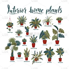 植物,室内,盆栽植物,巨大的,植物群,品牌名称,城市生活,清新,背景分离,花盆