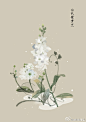 #365天生日花# 
1月6日 白色紫罗兰 (Violet) 
花语 : 洁白无瑕的爱
花箴言 : 您是! 太阳与月亮的结合体，追寻如星星般璀璨的浪漫爱情。 ​​​​