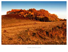 白马秋风塞上_内蒙古_黄河上下_光影天下_数码生存-小林的摄影设计手绘文字