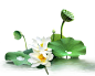 荷花png 免扣透明底植物 出水芙蓉 白色花朵