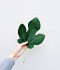 植物植物 一片叶子