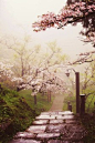 Cherry Blossom Path, Alishan National Scenic Area, Taiwan。台湾阿里山国家风景区樱花道。1903年日本人在阿里山试种樱花，造就了阿里山樱花的美景。每年2至4月间是阿里山的赏花季，导游说以吉野樱数量最多，还有…