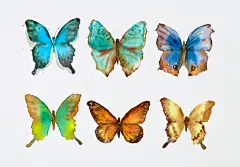 水彩 绘画 手绘 插画 写实 写生 颜料 教程 入门 蝴蝶 动物作品