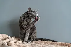 点击来源直接获取大图文件 |刚刚洗完澡的有趣的湿漉漉毛茸茸可爱的小猫在灰色背景上舔自己。宠物和生活方式概念。可爱蓬松的俄罗斯蓝猫洗完澡后的色调肖像