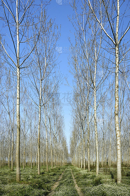 杨树