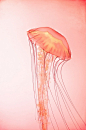 jellyfish | Animals