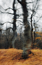 a blurry photo of trees in a field