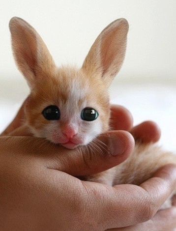 这是一种来自非洲的耳廓狐，长的像兔子猫(...