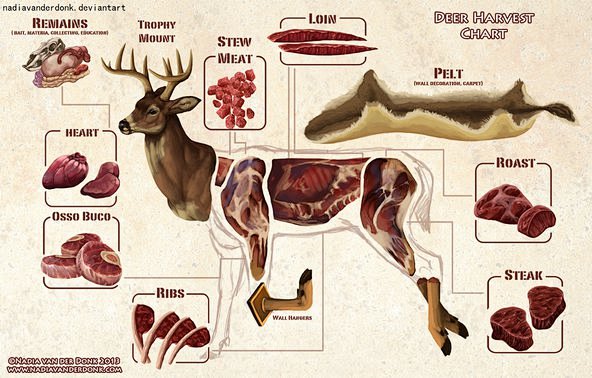 『单图』一只鹿的正确使用方法 | 吃货研...