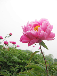 无痕、采集到花卉