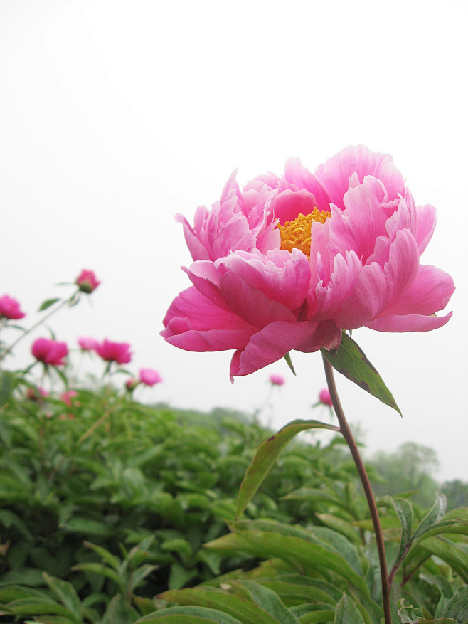 牡丹花33939_花卉写真_花卉类_图库...