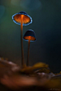 我不知道这是哪种蘑菇，但是在灯光的照耀下，布伦特·乔索拉斯（Brent Csutoras）的照片令人惊讶