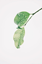 blur-botany-clean-1650627
