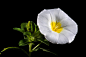 我喜欢的小花图片：一朵白色的喇叭花