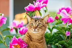 点击来源直接获取大图文件 |Abyssinian cat in flowers / portrait