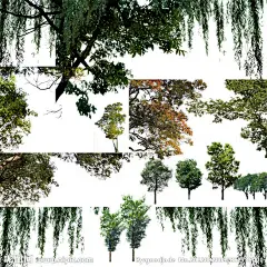 绿色植物
