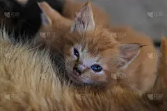 睡眼惺忪的斜眼黄猫，早上刚睡醒，刚吃完饭，正盯着后院的摄像机
