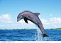 从水中跳跃出来的两只海豚高清桌面图片素材
