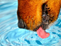 Photo: Close-up of a dog drinking water