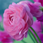 blooms-and-shrooms:

Ranunculus by SarahharaS1 
