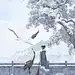 在终年不散的大雪里，那只鹤会飞向哪去呢. - @饼饼大战贰狗叽的微博 - 微博