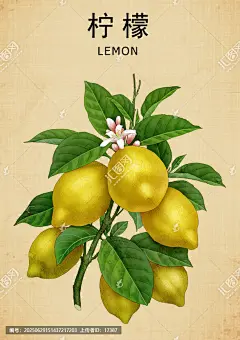柠檬 手绘柠檬 柠檬包装 柠檬插画 中草药柠檬 中医文化 手绘中草药 中草药插画 中草药 本草纲目 中药柠檬 复古医书 草药插图 中草药大全 中药挂画 中草药插图