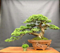 Junipero bonsai                                                                                                                                                                                 More