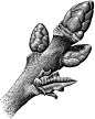 西部版画风格植物&农作物&果实-Halbert[30P] (12).png