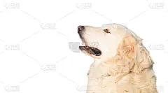 狗头白