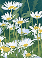 Sherrie York Art - Daisies reduction linocut : Paintings, prints, and illustrations by Colorado artist Sherrie York. Landscape and wildlife subjects.