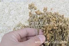 2015年秋季新货 牛毛蒿干花  米蒿草  满天星草