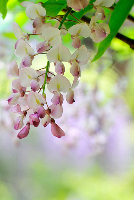 白色花瓣，粉紫纱